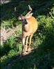 Young buck checking me out on Hurricane Hill